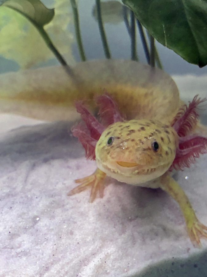 An axolotl swims in a tank in the home of senior columnist Nicole Miguez. According to Miguez, axolotls are a unique, yet critically endangered species. In the attached column, she explores details students should consider about this creature before bringing one home as a family pet. Many axolotl owners research for more than a year before they start to buy supplies for owning axolotls, Miguez said.

