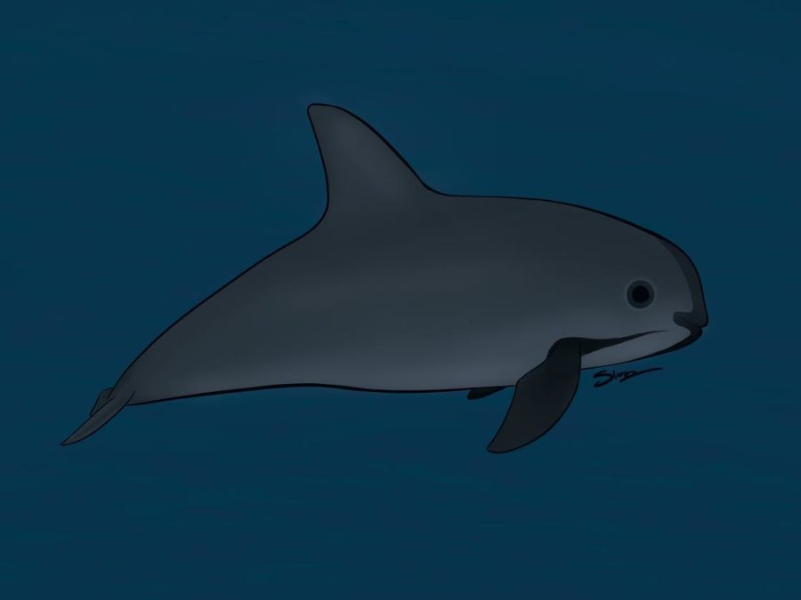 With fewer than 20 remaining in the wild, the vaquita porpoise is now the most endangered marine mammal on Earth. The vaquita became a critically endangered species as of 1995. All attempts at capturing them and breeding them in captivity failed, further endangering the rare porpoise. For more information, read the attached column, written by Nicole Miguez. 