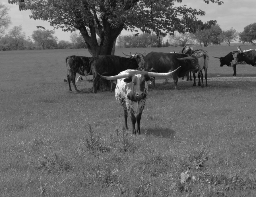 During a time of social distancing with her father in Celina on April 5, photojournalism student Cate Emma Warren catches a shot of one of Rex Glendennings longhorns doing the same by moving away from the herd. According to the Glendenning Farms website, Rex and Sherese Glendenning began breeding Texas Longhorn cattle in 1986. I kind of liked how he was away from everyone else, Warren said. It impressed me that he just walked away from the group. It was almost like he was posing for the camera.