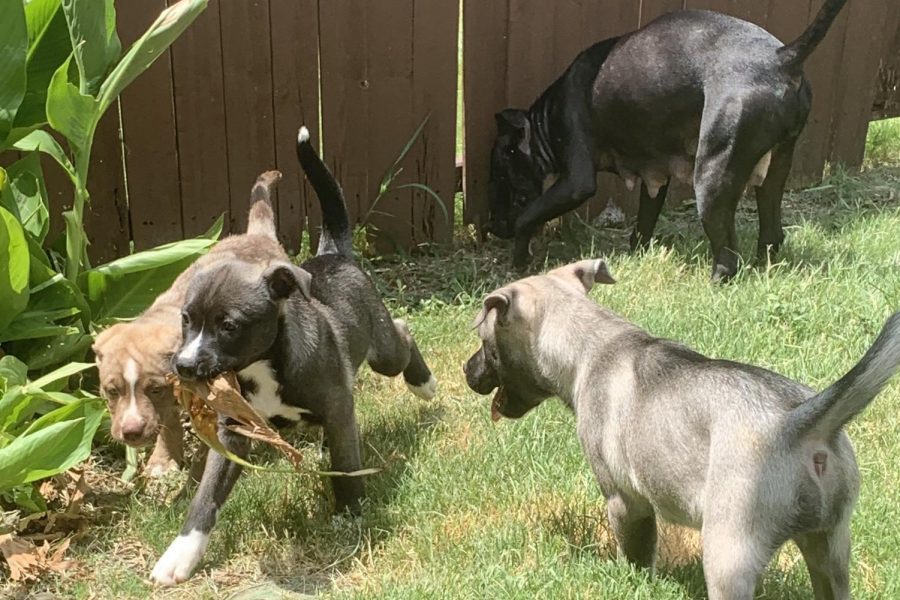 Puppies play outside in the summer heat during quarantine. Pictured left to right is Bear, Apollo, Athena, and the mom Luna, who are around 9 weeks. This experience has been amazing. columnist junior Alyssa Clark said. But, its also been a very noisy and dirty experience too.
