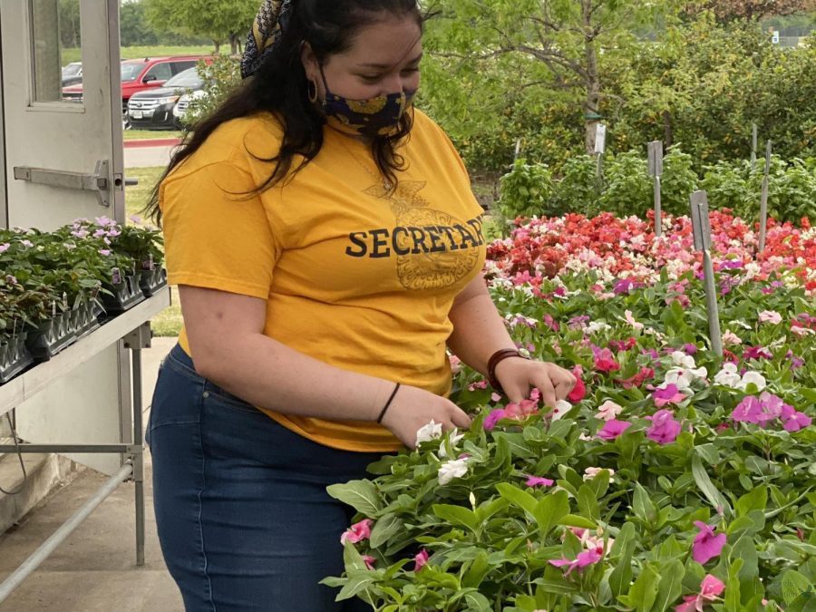 Junior Lauren Helbling prepares flowers for the Prosper Future Farmers of America plant sale. The sale is from 4 p.m. to 6:30 p.m. Friday, April 9, and 8 a.m. to 2 p.m. Saturday, April 10. Only cash or checks are accepted, and all proceeds will benefit the FFA program.