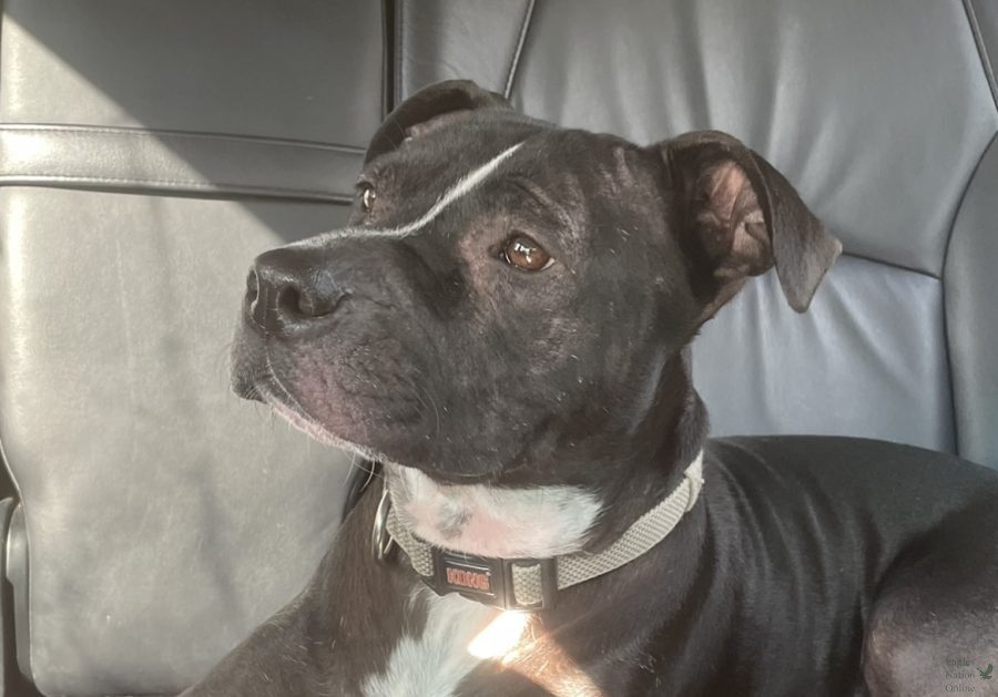 Laying+in+the+backseat+of+senior+and+writer+Alyssa+Clarks+car%2C+Luna+looks+out+the+window.+Luna+is+an+American+Bull+Terrier%2C+better+known+as+a+Pit+Bull.+Pit+Bulls+aren%E2%80%99t+dangerous%2C+Clark+said.++But%2C+the+stereotype+that%E2%80%99s+been+placed+on+them+makes+them+seem+so.