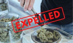 A digitally constructed image shows cannabis. Students are susceptible of expulsion if caught with cannabis on school property. The attached article explains the consequences students may face.  (Graphic by Miller, photo from Unsplash.com) 