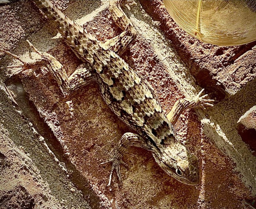 Many+reptiles+see+Prosper+as+their+ideal+home.+One+of+the+most+common+reptiles+seen+within+the+area+is+the+Mediterranean+house+gecko.+This+lizard%2C+interestingly+enough%2C+was+first+spotted+in+Florida+before+spreading+all+across+the+southern+coast+of+the+United+States.+Eventually%2C+it+made+its+way+westwards+to+North+Texas.