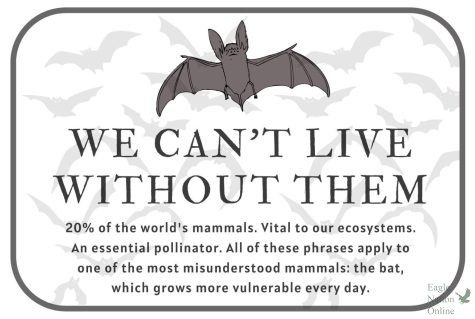 In the attached column, writer Kalyani Rao shares that bats are extraordinarily valuable to the agriculture industry. In Texas alone, bats eat enough insects to save producers over $1.4 billion annually in just pest control costs. Currently, more than 15 bat species in the United States are currently listed as federally endangered, threatened or under review in the candidate or petition process under the Endangered Species Act.
The above graphic was made using Canva.