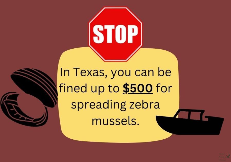 The above graphic made using Canva illustrates the negative drawbacks of aiding the spread of zebra mussels. Zebra mussels are an invasive species that are endangering North Texass bodies of water. Zebra mussels are what scientists call filter feeders, a species that feeds off of microscopic animals and plants called plankton. At first, a natural filtering system seems like it would benefit the local habitat, but when you put into perspective that many other native organisms also consume plankton, this trait becomes concerning.