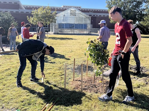 Rooted in the ground, students team up to plant the Prosper Moon Tree. The Moon Tree was planted on Nov. 15. "Building the tree from NASA is very inspiring," sophomore Brody Ham said. "It opens our minds to how life is."