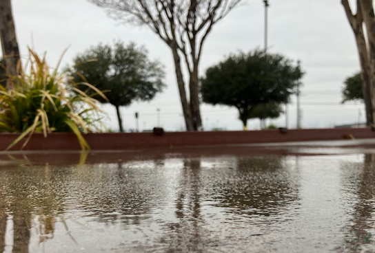 As rain falls, the reflection of a tree is captured in a puddle. The water is expected to turn to ice once temperatures drop. Snowfall is anticipated at 7 p.m. 
